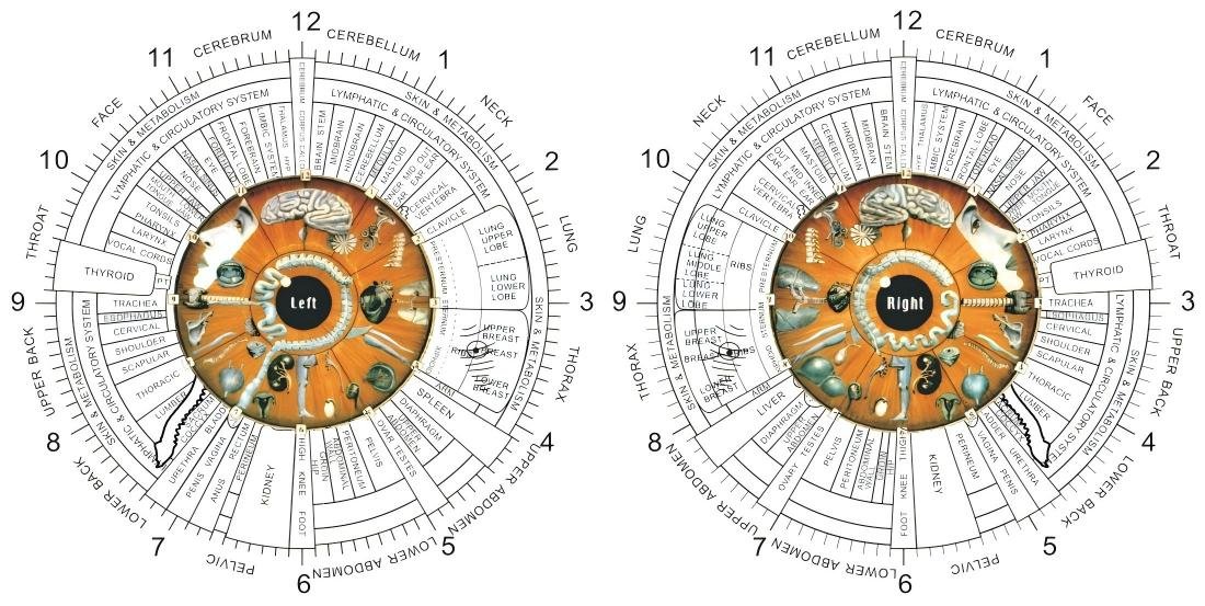 4.1 Iridologiekaarten van het linker- en rechteroog
