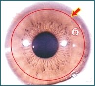 Illustratie van Iridologie – 3.5 Het Lymfatische Circulatoire Systeem