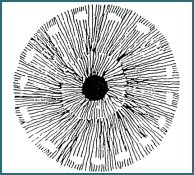 Illustration of Iridology 3.5 The Lymphatic Circulatory 002