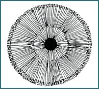 Illustration of Iridology 3.6 Skin Metabolism Ring 002